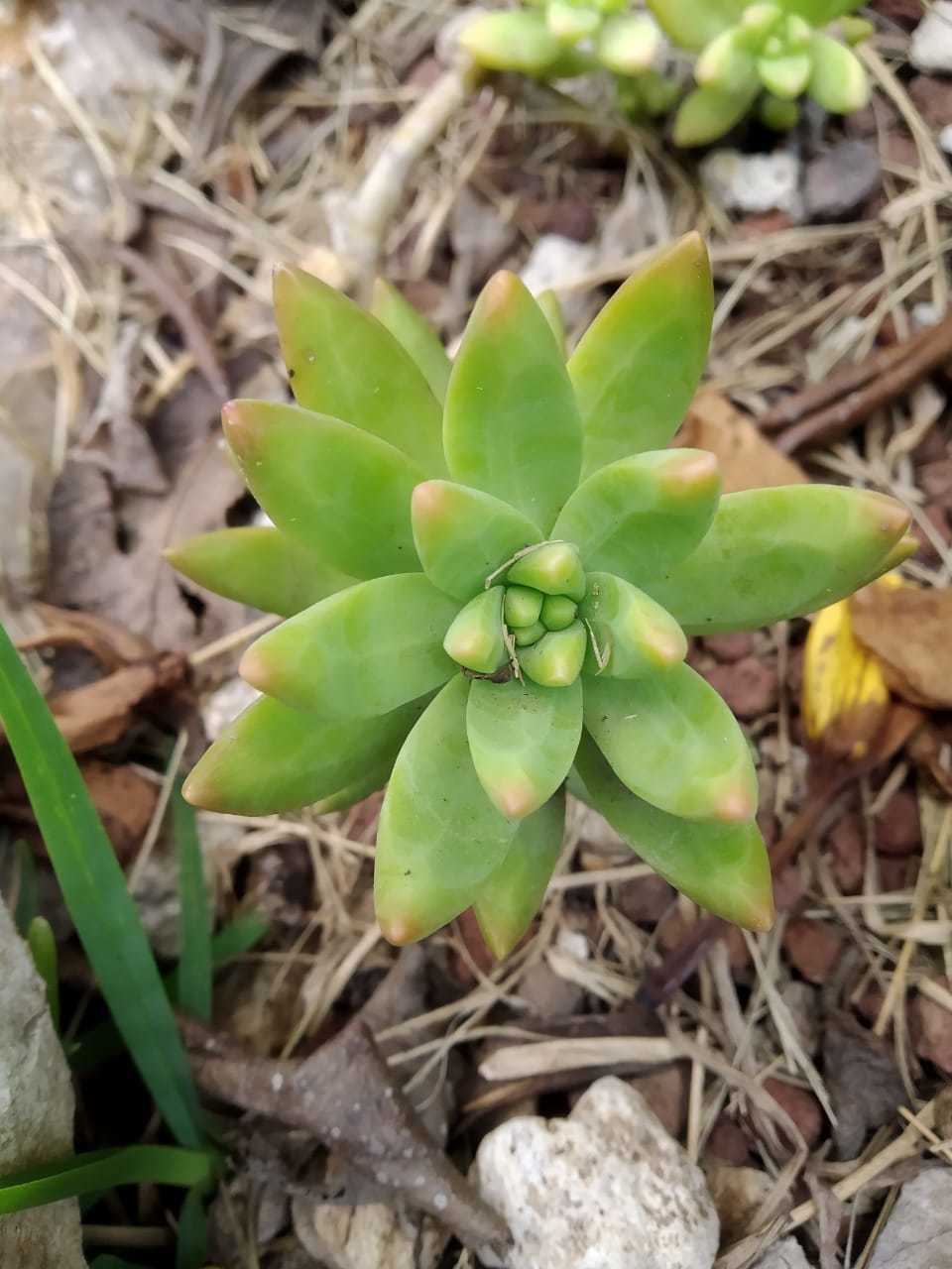 Sedum adolphii
